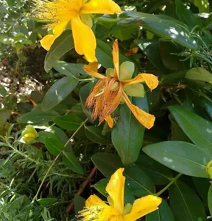 Casa Do Castanheiro Outeiro (Tras-Os-Montes)