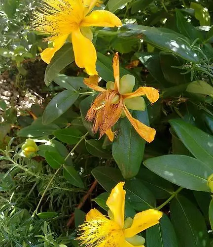 Casa Do Castanheiro Outeiro (Tras-Os-Montes)